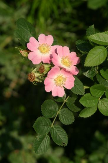 Pflanzenbild gross Wein-Rose - Rosa rubiginosa