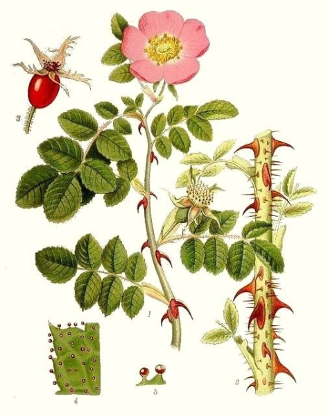 Pflanzenbild gross Wein-Rose - Rosa rubiginosa