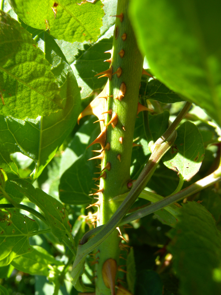 Pflanzenbild gross Wein-Rose - Rosa rubiginosa