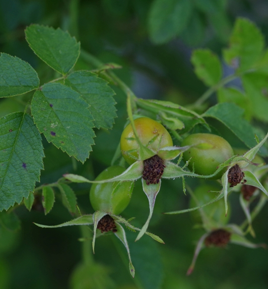 Pflanzenbild gross Wein-Rose - Rosa rubiginosa
