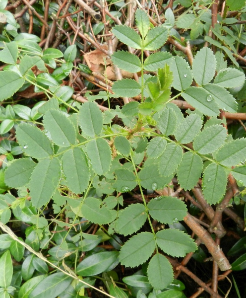 Pflanzenbild gross Wein-Rose - Rosa rubiginosa