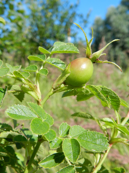 Pflanzenbild gross Wein-Rose - Rosa rubiginosa