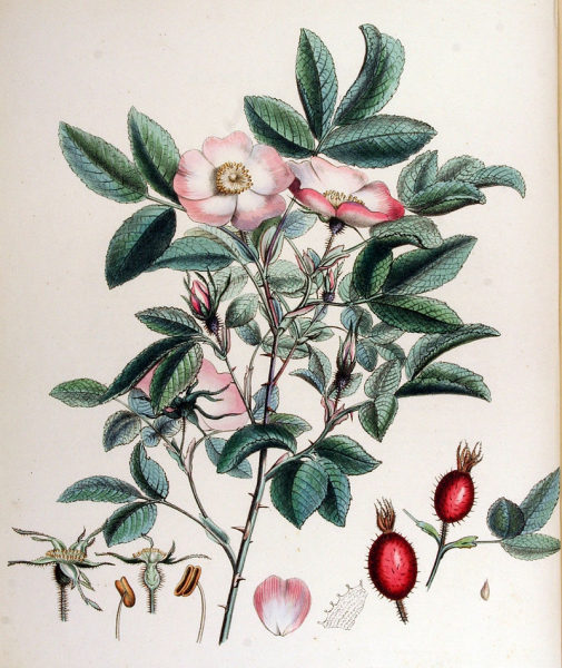 Pflanzenbild gross Apfel-Rose - Rosa villosa