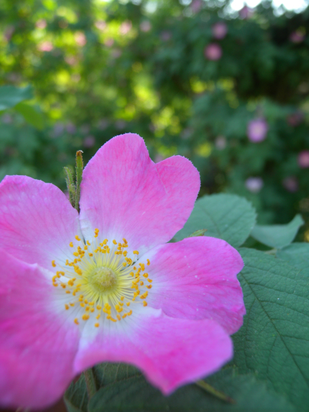 Pflanzenbild gross Apfel-Rose - Rosa villosa