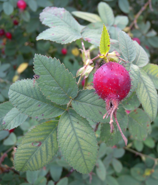 Pflanzenbild gross Apfel-Rose - Rosa villosa