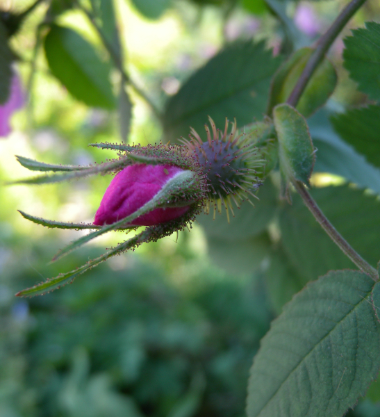 Pflanzenbild gross Apfel-Rose - Rosa villosa