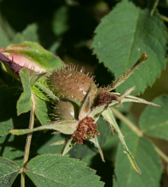 Pflanzenbild gross Apfel-Rose - Rosa villosa