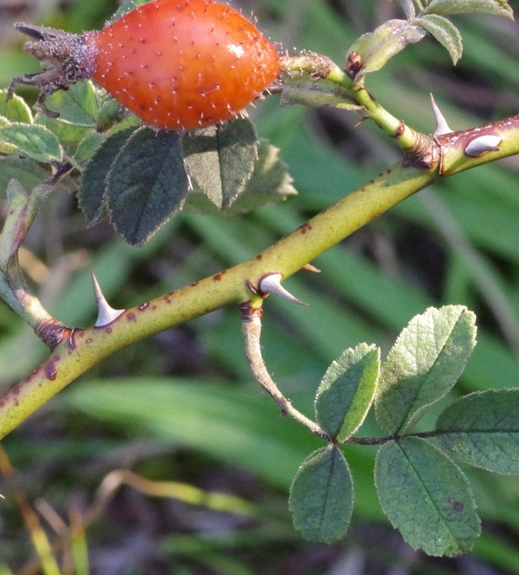 Pflanzenbild gross Apfel-Rose - Rosa villosa