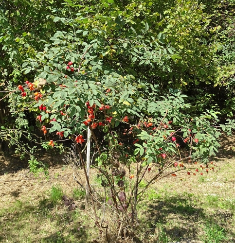 Pflanzenbild gross Apfel-Rose - Rosa villosa