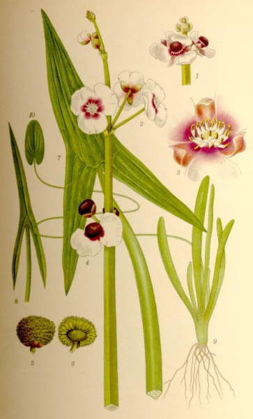 Pflanzenbild gross Echtes Pfeilkraut - Sagittaria sagittifolia