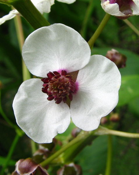 Pflanzenbild gross Echtes Pfeilkraut - Sagittaria sagittifolia