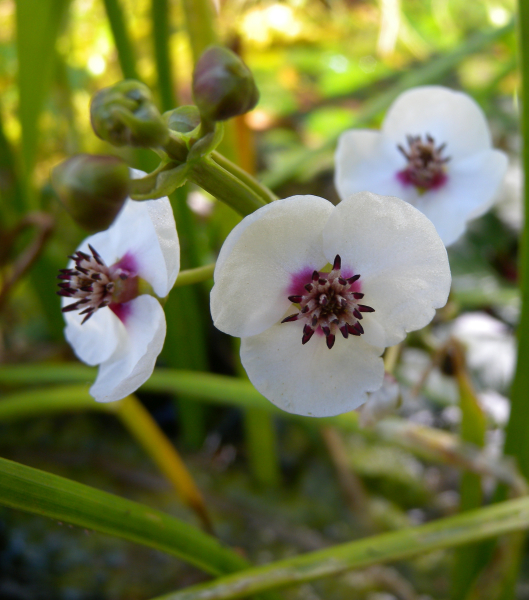 Pflanzenbild gross Echtes Pfeilkraut - Sagittaria sagittifolia