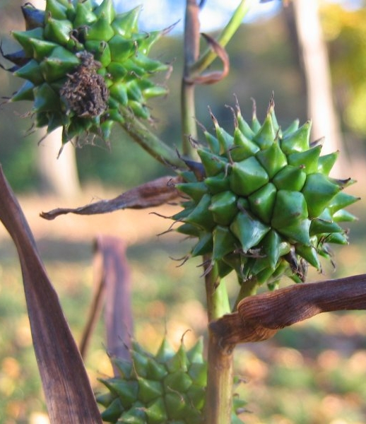 Pflanzenbild gross Ästiger Igelkolben - Sparganium erectum