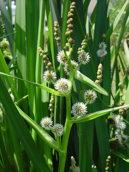 Pflanzenbild gross Ästiger Igelkolben - Sparganium erectum