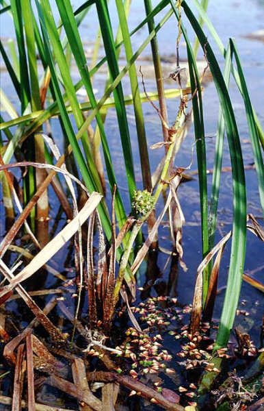 Pflanzenbild gross Ästiger Igelkolben - Sparganium erectum