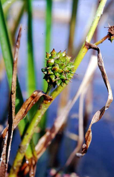 Pflanzenbild gross Ästiger Igelkolben - Sparganium erectum