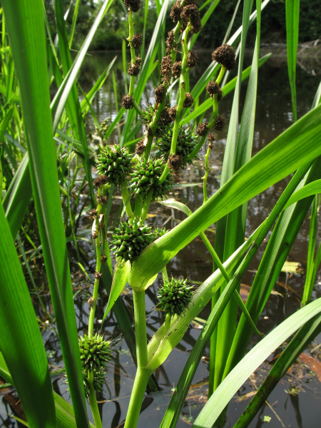 Pflanzenbild gross Ästiger Igelkolben - Sparganium erectum