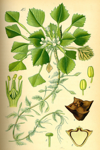 Pflanzenbild gross Wassernuss - Trapa natans