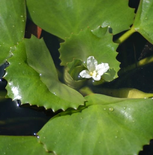 Pflanzenbild gross Wassernuss - Trapa natans