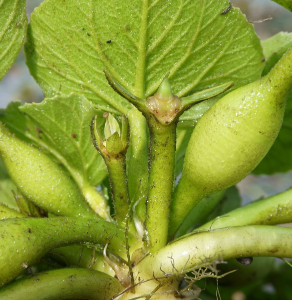 Pflanzenbild gross Wassernuss - Trapa natans