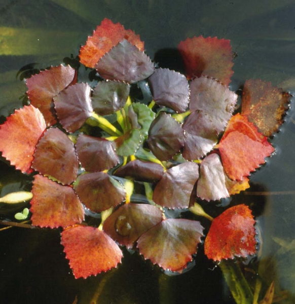 Pflanzenbild gross Wassernuss - Trapa natans