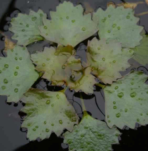 Pflanzenbild gross Wassernuss - Trapa natans