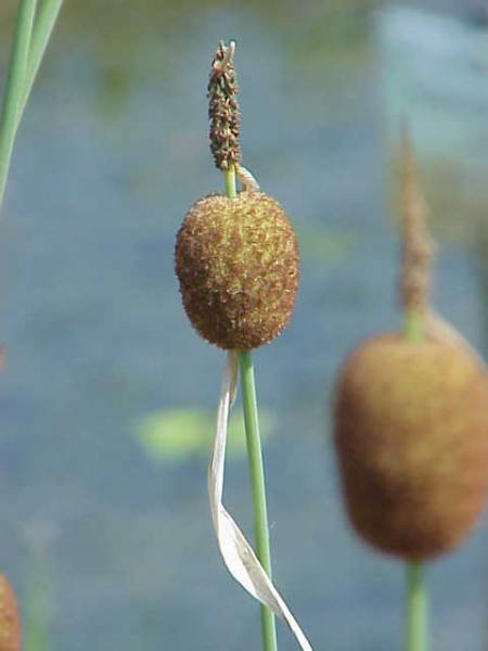 Pflanzenbild gross Zwerg-Rohrkolben - Typha minima