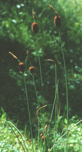 Pflanzenbild gross Zwerg-Rohrkolben - Typha minima
