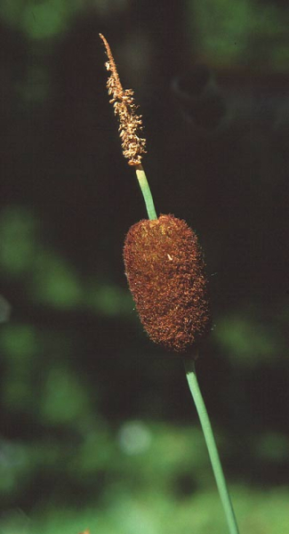 Pflanzenbild gross Zwerg-Rohrkolben - Typha minima
