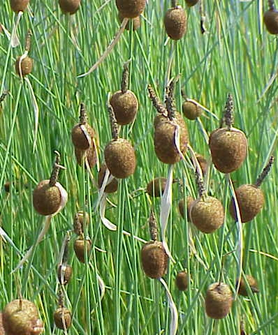 Pflanzenbild gross Zwerg-Rohrkolben - Typha minima