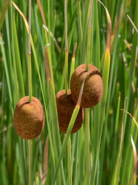 Pflanzenbild gross Zwerg-Rohrkolben - Typha minima