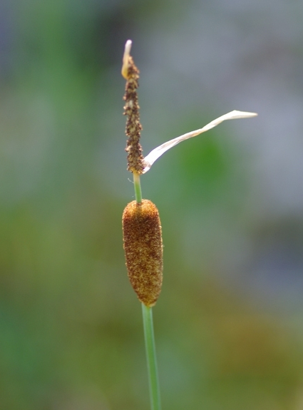 Pflanzenbild gross Zwerg-Rohrkolben - Typha minima