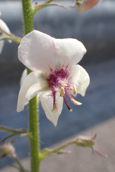 Pflanzenbild gross Schabenkraut - Verbascum blattaria