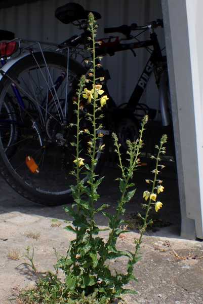 Pflanzenbild gross Schabenkraut - Verbascum blattaria