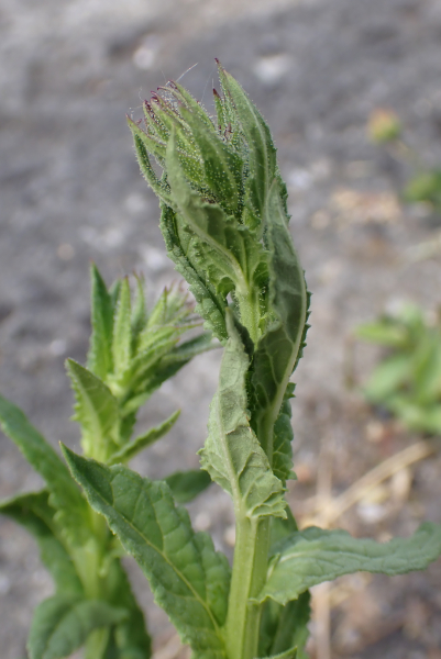 Pflanzenbild gross Schabenkraut - Verbascum blattaria