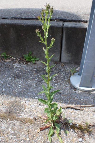 Pflanzenbild gross Schabenkraut - Verbascum blattaria