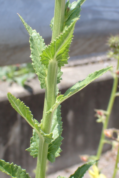 Pflanzenbild gross Schabenkraut - Verbascum blattaria