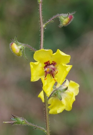 Pflanzenbild gross Schabenkraut - Verbascum blattaria