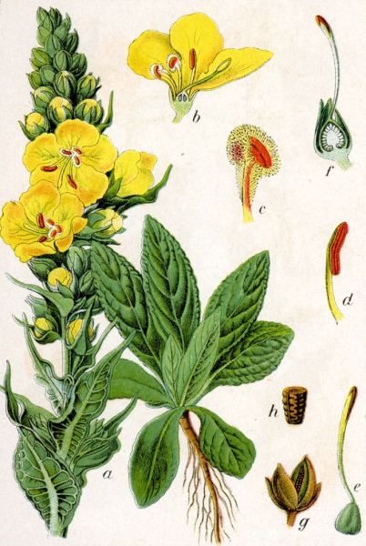 Pflanzenbild gross Grossblütige Königskerze - Verbascum densiflorum