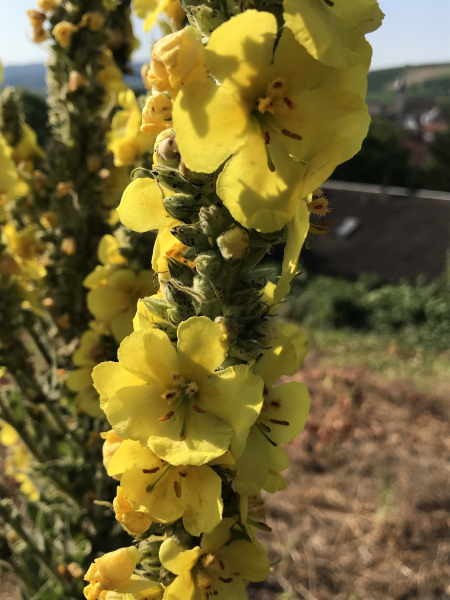Pflanzenbild gross Grossblütige Königskerze - Verbascum densiflorum