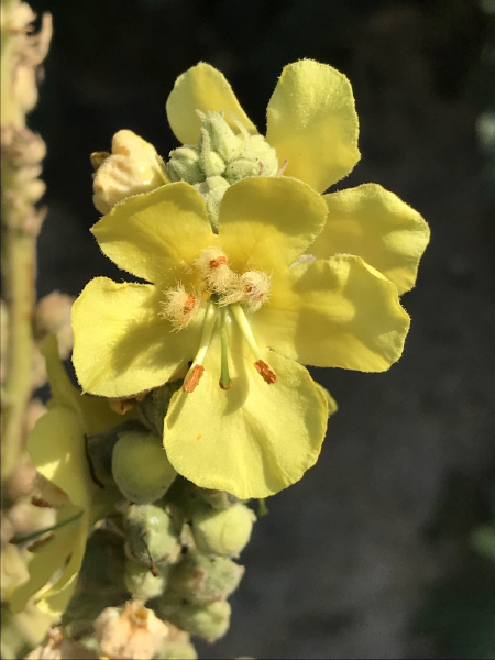 Pflanzenbild gross Grossblütige Königskerze - Verbascum densiflorum