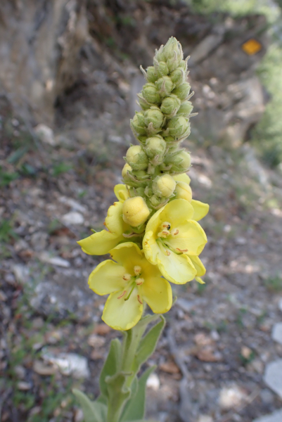 Pflanzenbild gross Grossblütige Königskerze - Verbascum densiflorum