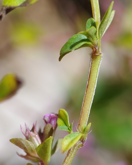 Pflanzenbild gross Arznei-Feld-Thymian - Thymus pulegioides