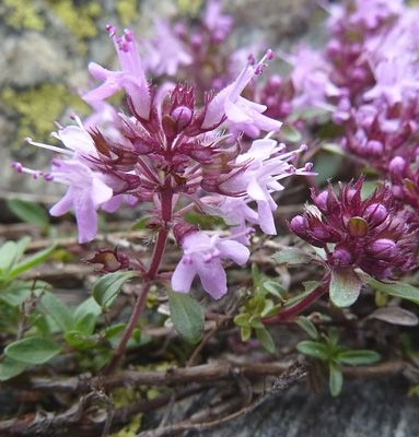 Pflanzenbild gross Gebirgs-Feld-Thymian - Thymus praecox subsp. polytrichus