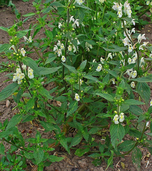 Pflanzenbild gross Gelber Hohlzahn - Galeopsis segetum