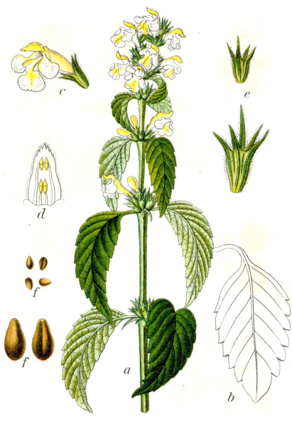 Pflanzenbild gross Gelber Hohlzahn - Galeopsis segetum