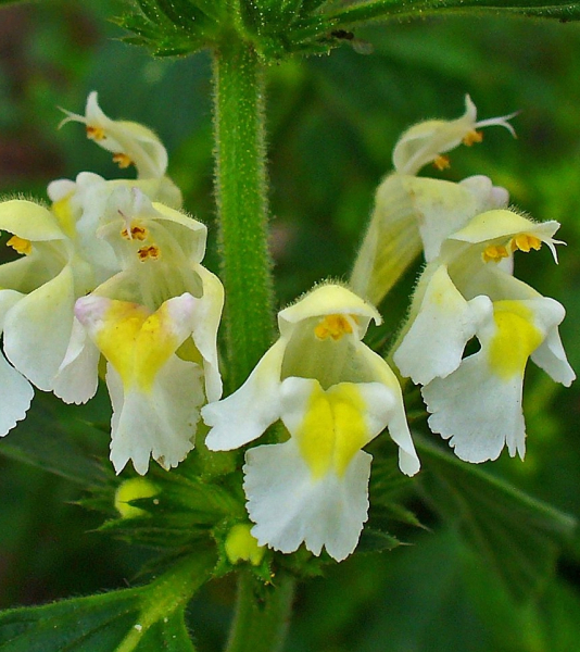 Pflanzenbild gross Gelber Hohlzahn - Galeopsis segetum