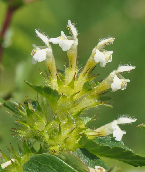 Pflanzenbild gross Gelber Hohlzahn - Galeopsis segetum