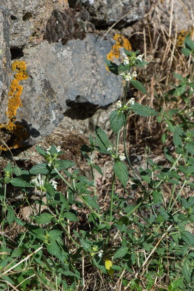 Pflanzenbild gross Gelber Hohlzahn - Galeopsis segetum