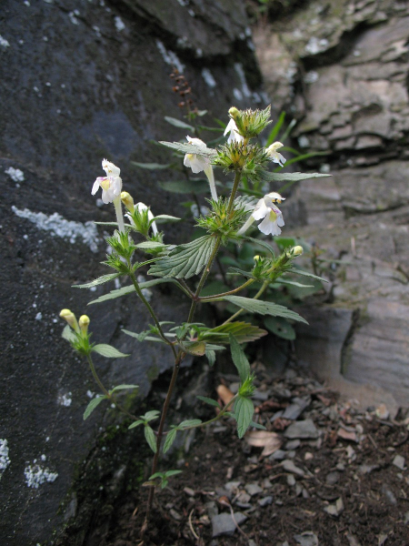Pflanzenbild gross Gelber Hohlzahn - Galeopsis segetum